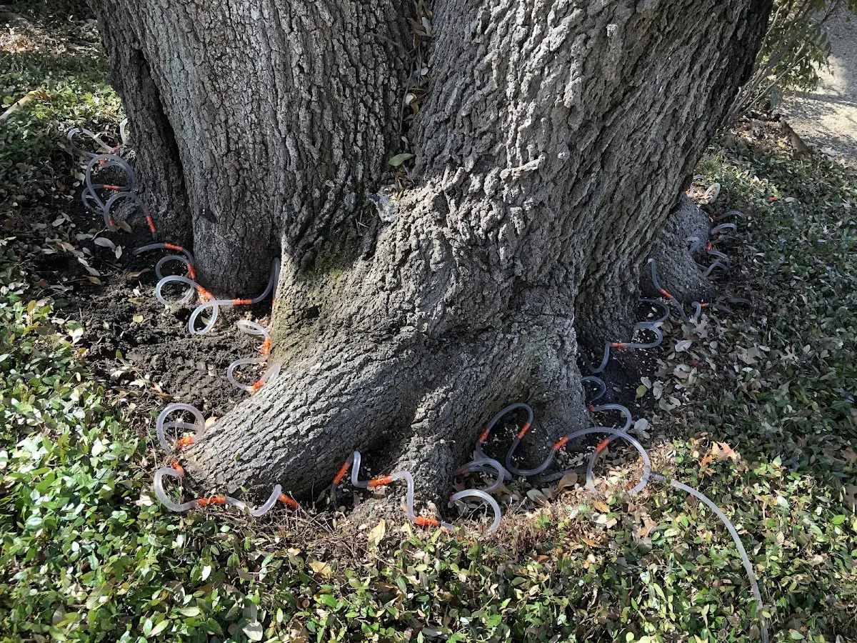 Detailed Tree Cabling and Bracing job site in South Colton