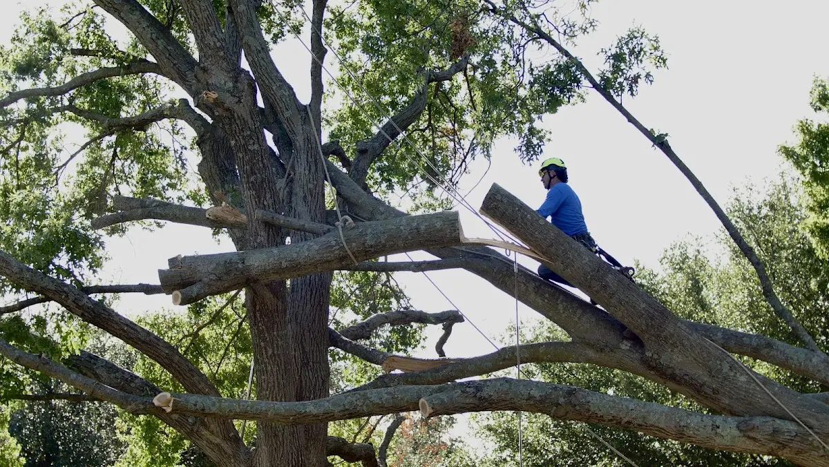 Professional Crown Thinning performed by certified arborists in South Colton