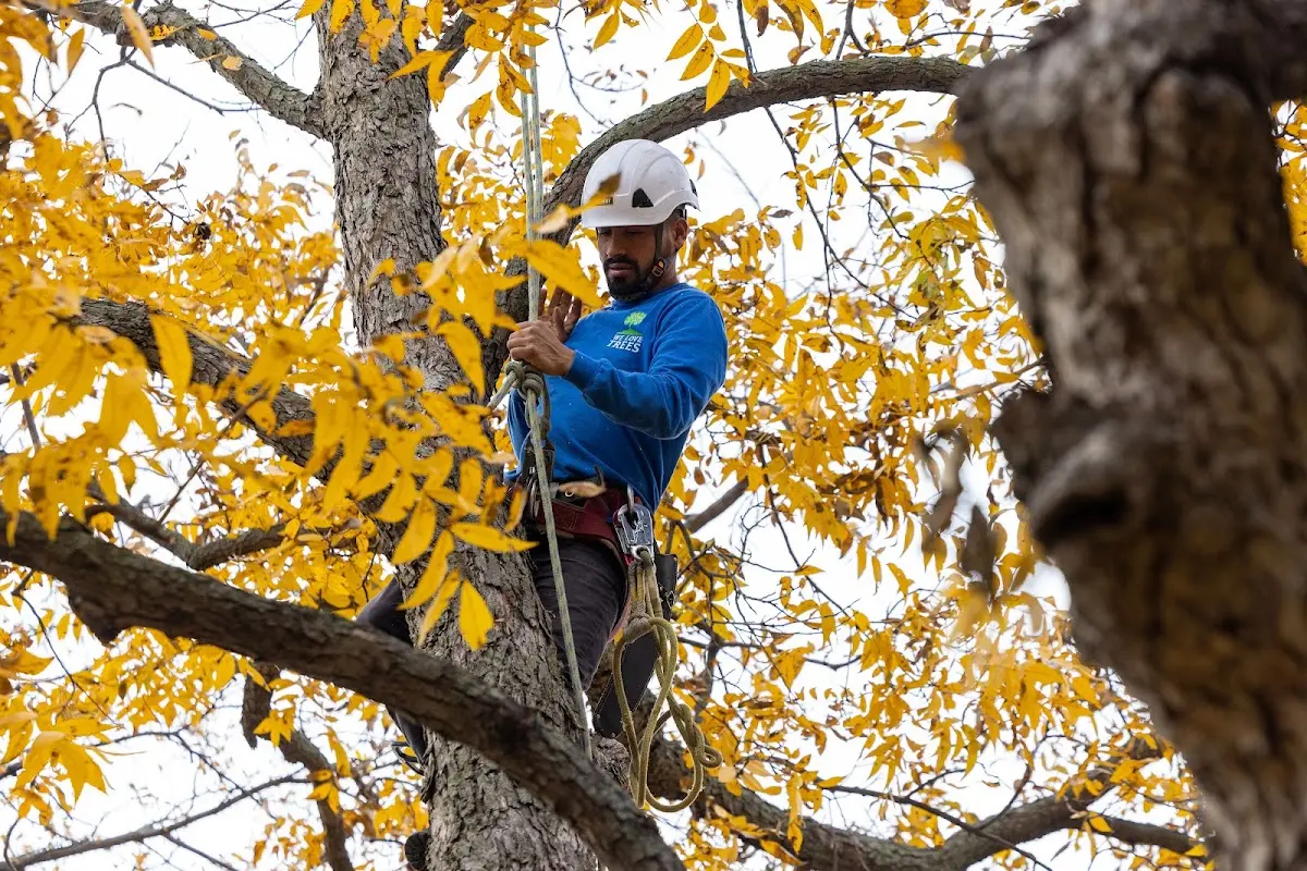 Skilled Tree Planing crew working in South Colton